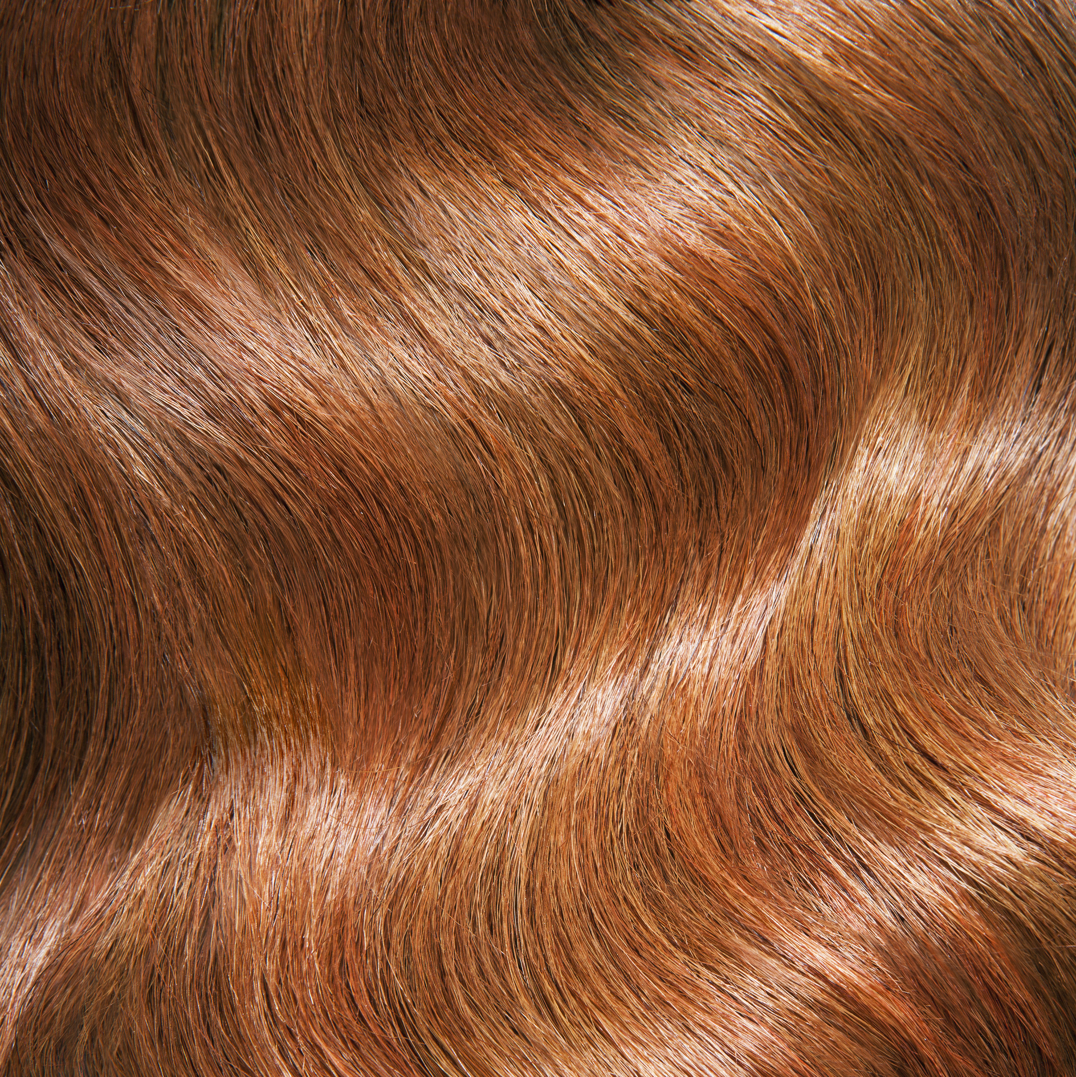 Rood haar
